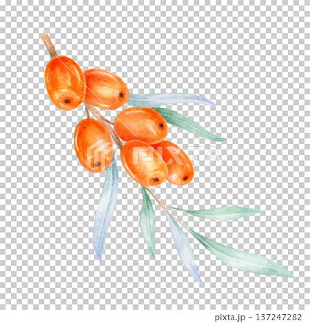 Detailed orange sea buckthorn fruits combined with cool green foliage, watercolor illustration, hand drawn botanical composition suitable for natural cosmetics branding, nutrition packaging 137247282
