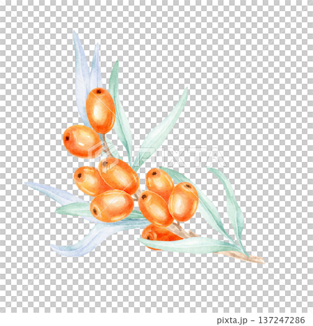 Orange sea buckthorn berries arranged with elongated sage green leaves, watercolor illustration, hand drawn plant artwork created for cosmetic packaging, health product labels Orange sea buckthorn berries arranged with elongated sage green leaves, watercolor illustration, hand drawn plant artwork created for cosmetic packaging, health product labels 137247286