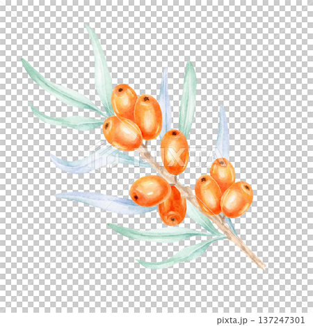 Bright orange sea buckthorn fruits paired with muted green foliage, watercolor illustration, hand drawn botanical artwork suited for natural product branding, herbal packaging Bright orange sea buckthorn fruits paired with muted green foliage, watercolor illustration, hand drawn botanical artwork suited for natural product branding, herbal packaging 137247301