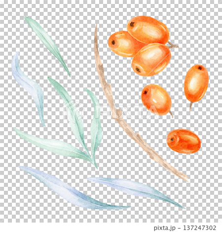 Orange sea buckthorn berries with soft green leaves and delicate branches, watercolor clipart, hand drawn botanical element ideal for packaging design, cosmetic labels, food branding Orange sea buckthorn berries with soft green leaves and delicate branches, watercolor clipart, hand drawn botanical element ideal for packaging design, cosmetic labels, food branding 137247302
