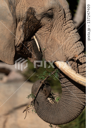 Close up of African elephant eating tree branch Close up of African elephant eating tree branch 137247409