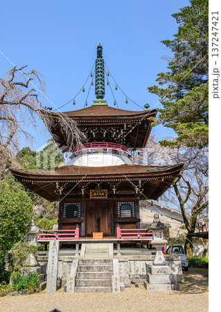多宝塔と枝垂れ桜　吉野山　東南院　奈良県 137247421