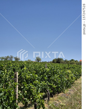 Endless rows of grapevines stretching towards the blue sky. The promise of a harvest under the bright sun. The silence of the vineyard Endless rows of grapevines stretching towards the blue sky. The promise of a harvest under the bright sun. The silence of the vineyard 137247528