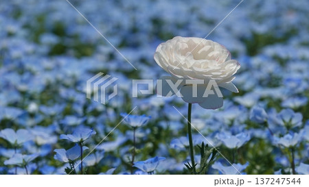 美しいネモフィラの花 137247544