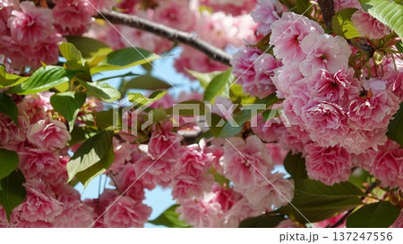 美しい八重桜 美しい八重桜 137247556