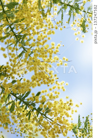 斜めに広がるミモザの枝と青空の春フレーム背景 137247582
