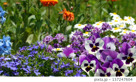 美しい花 137247604