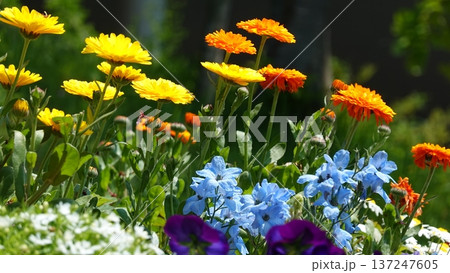 美しい花 137247605