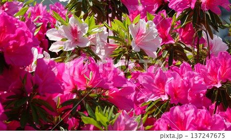 美しいツツジの花 137247675