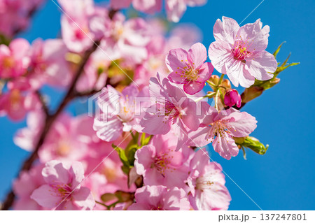 青空に映える河津桜 青空に映える河津桜 137247801