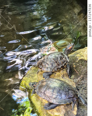 Trachemys scripta. Two turtles on a rock near the water. 137247836