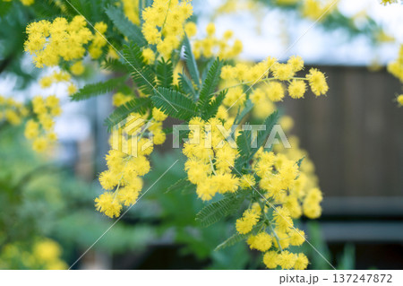 春の庭に咲くミモザの花 春の庭に咲くミモザの花 137247872