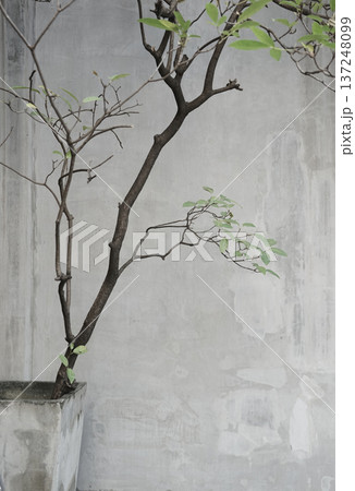 Real photo natural plant against gray textured wall minimal neutral tones boho background Real photo natural plant against gray textured wall minimal neutral tones boho background 137248099