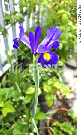 Purple iris flower with yellow center blooming in terrace garden. Ornamental perennial plant used for decorative landscaping and seasonal floral compositions. Purple iris flower with yellow center blooming in terrace garden. Ornamental perennial plant used for decorative landscaping and seasonal floral compositions. 137248285