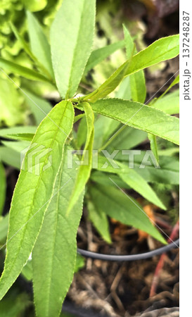 Young peach tree leaves growing in container on terrace garden. Fresh spring foliage of Prunus persica sapling cultivated in urban orchard setting and small space fruit production. Young peach tree leaves growing in container on terrace garden. Fresh spring foliage of Prunus persica sapling cultivated in urban orchard setting and small space fruit production. 137248287