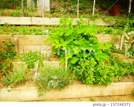 ウドのある庭 長野県 ウドのある庭 長野県 137248371