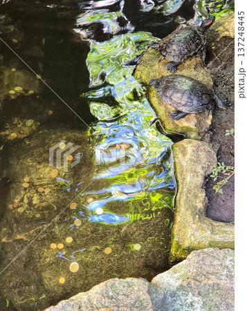 Trachemys scripta. Two turtles on a rock near the water. Trachemys scripta. Two turtles on a rock near the water. 137248445
