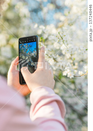 Hands capturing blooming tree branches with smartphone during bright spring day. Digital creativity, seasonal observation, mobile photography culture, documenting flowering trees in nature during 137248446