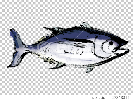 Japanese-style brush-drawn illustration of tuna facing right 137248816