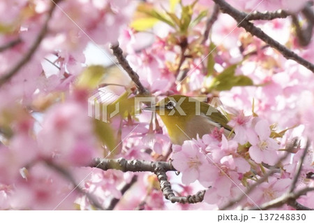 満開の桜の花に囲まれる可愛いメジロ 春の風景 満開の桜の花に囲まれる可愛いメジロ 春の風景 137248830