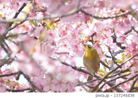 満開の桜の花にとまるメジロ 見上げる 春の風景 満開の桜の花にとまるメジロ 見上げる 春の風景 137248836