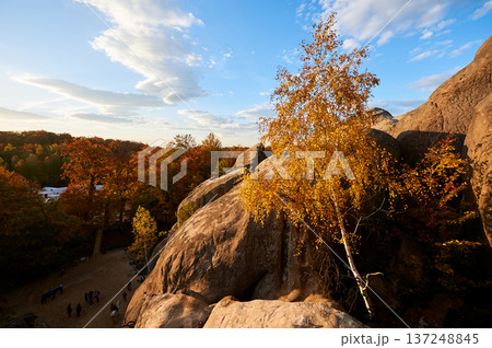 Golden-hued birch tree stands against backdrop of sunlit rocks and autumn forest. Vibrant foliage glows warmly under evening sky, with fluffy clouds. Dovbush Rocks, Carpathian mountains, Ukraine. 137248845