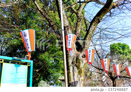 【東京】春の上野公園 桜祭りの提灯 【東京】春の上野公園 桜祭りの提灯 137248887