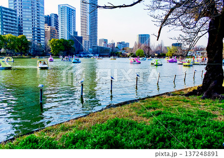 【東京】春の上野公園 利用客で賑わう不忍池ボート場とユリカモメ 【東京】春の上野公園 利用客で賑わう不忍池ボート場とユリカモメ 137248891