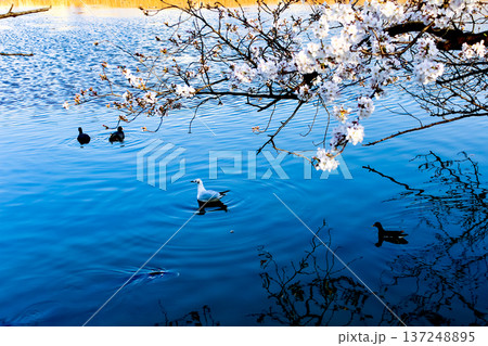 【東京】春の上野公園　不忍池に浮かぶユリカモメと鴨 137248895