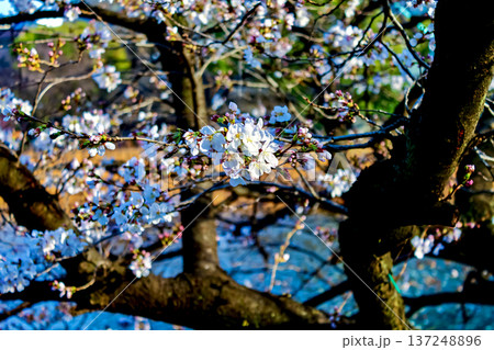 【東京】春の上野公園 不忍池と桜 【東京】春の上野公園 不忍池と桜 137248896