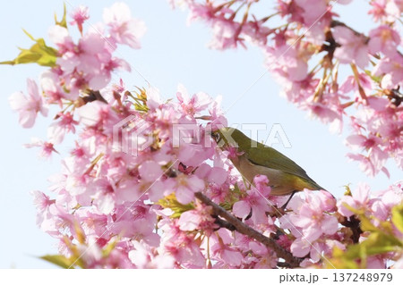 満開の桜の花にとまるメジロ　蜜を吸う　春の風景 137248979