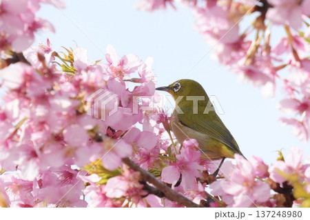 満開の桜の花に囲まれる可愛いメジロ　春の風景 137248980