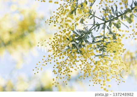 陽ざしを浴びるミモザの花とやわらかなボケの春景色 陽ざしを浴びるミモザの花とやわらかなボケの春景色 137248982
