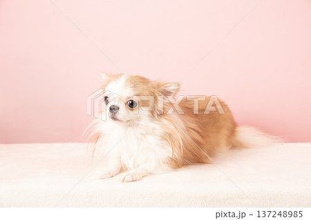 ピンクバックと伏せたチワワのラノ ピンクバックと伏せたチワワのラノ 137248985