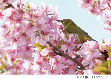 満開の桜の花に囲まれる可愛いメジロ 春の風景 満開の桜の花に囲まれる可愛いメジロ 春の風景 137248988
