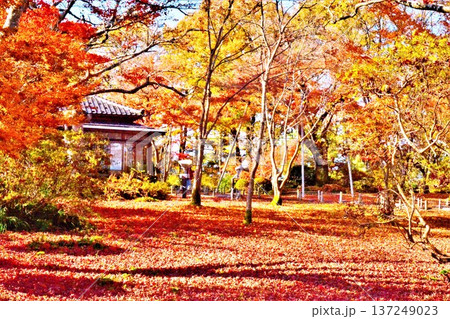 紅葉の新潟県長岡市もみじ園風景 紅葉の新潟県長岡市もみじ園風景 137249023
