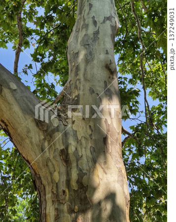 plane tree trunk with characteristic peeling bark, surrounded by the bright green of the summer crown 137249031