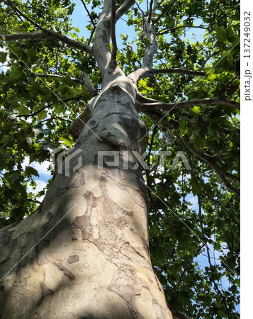 plane tree trunk with characteristic peeling bark, surrounded by the bright green of the summer crown 137249032