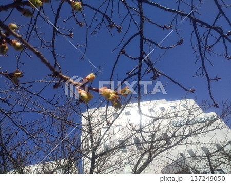 開花が進む稲毛海岸駅前河津桜 開花が進む稲毛海岸駅前河津桜 137249050