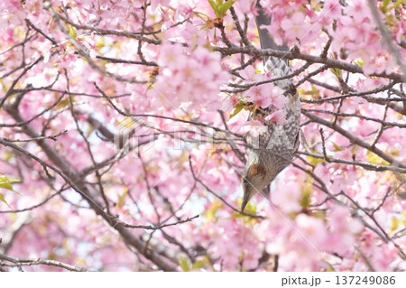 満開の桜に囲まれるヒヨドリ　逆さま　 137249086