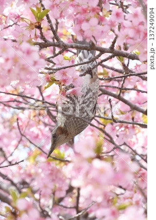満開の桜に囲まれるヒヨドリ 逆さま 満開の桜に囲まれるヒヨドリ 逆さま 137249094