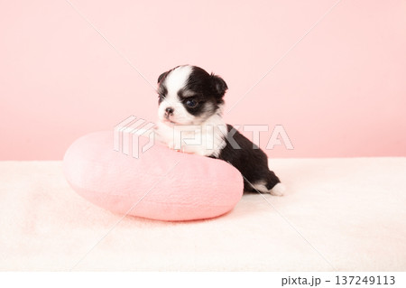 ピンクバックとチワワの仔犬 137249113