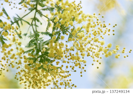 春の青空に咲くミモザの花とやわらかなボケ背景 春の青空に咲くミモザの花とやわらかなボケ背景 137249134