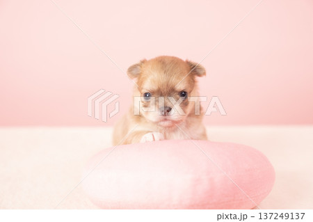ピンクバックとチワワの仔犬 ピンクバックとチワワの仔犬 137249137
