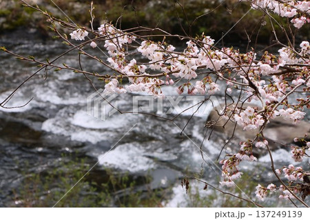 川の流れに覆いかぶさるような桜の花 川の流れに覆いかぶさるような桜の花 137249139