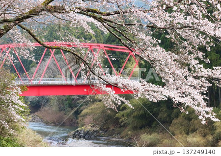 赤い陸橋をバックに風情のある桜の枝ぶり 137249140