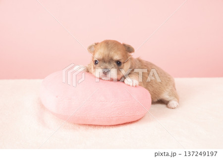 ピンクバックとチワワの仔犬 ピンクバックとチワワの仔犬 137249197