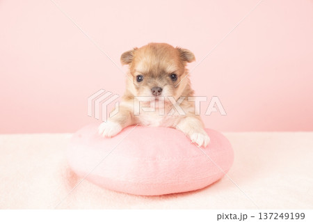 ピンクバックとチワワの仔犬 137249199