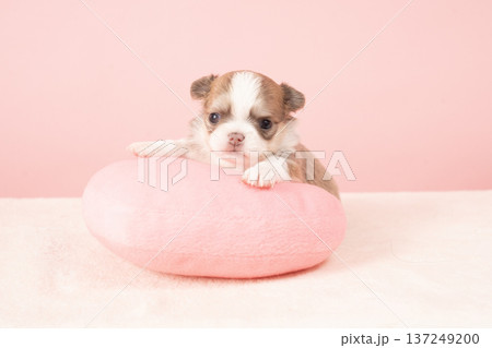 ピンクバックとチワワの仔犬 137249200
