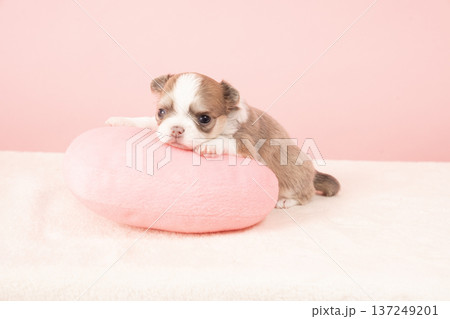 ピンクバックとチワワの仔犬 ピンクバックとチワワの仔犬 137249201